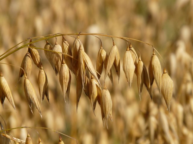oats-oat-field-arable-cereals-87824